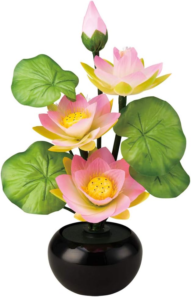 【みかりんさま専用】皐月盆栽「玉蓮」 みかりんさま専用】皐月盆栽「玉蓮」 みかりんさま専用】皐月盆栽「玉